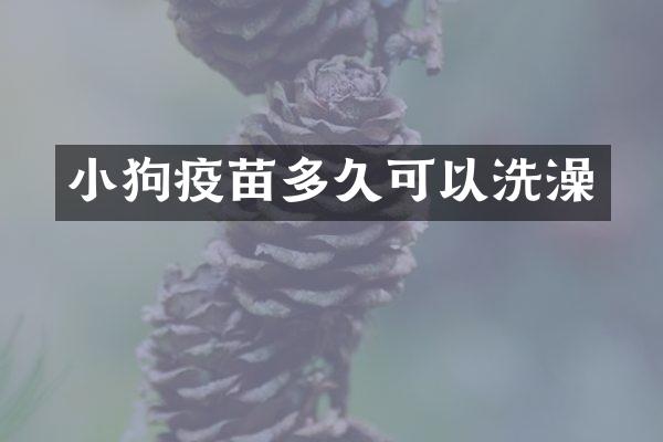 小狗疫苗多久可以洗澡