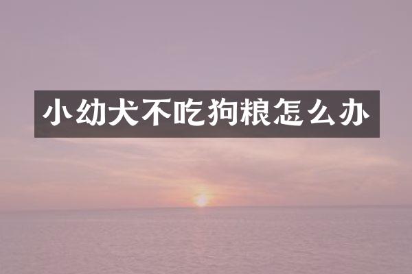 小幼犬不吃狗粮怎么办