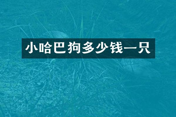 小哈巴狗多少钱一只