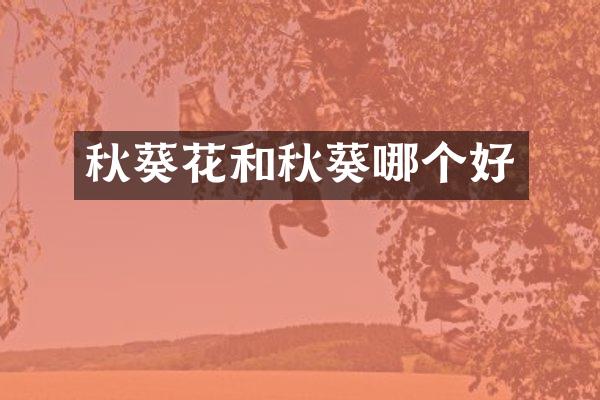 秋葵花和秋葵哪个好