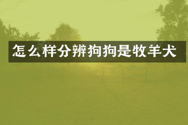 怎么样分辨狗狗是牧羊犬