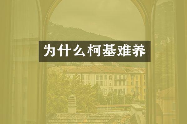 为什么柯基难养