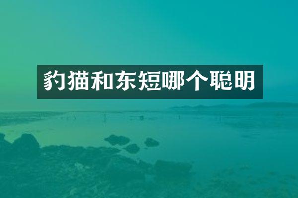 豹猫和东短哪个聪明