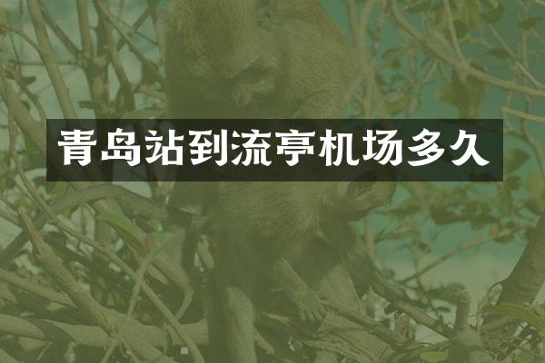青岛站到流亭机场多久