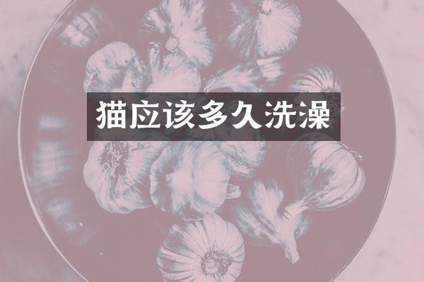 猫应该多久洗澡