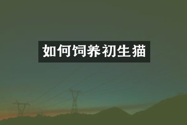 如何饲养初生猫