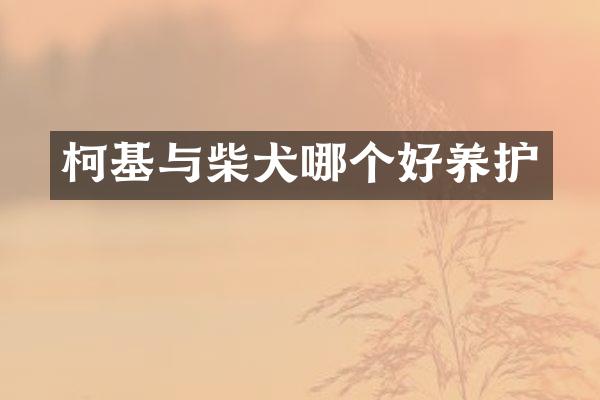 柯基与柴犬哪个好养护