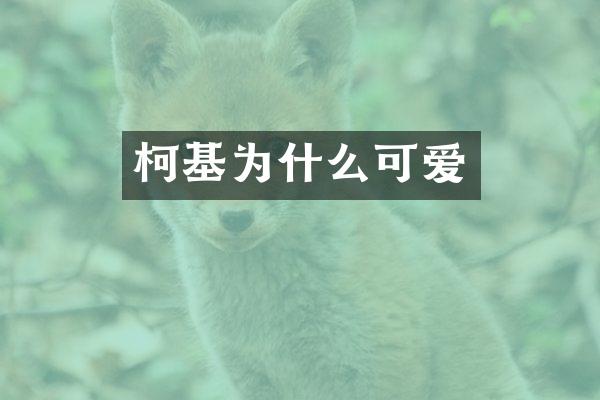 柯基为什么可爱