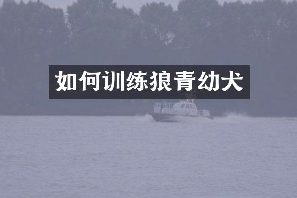 如何训练狼青幼犬