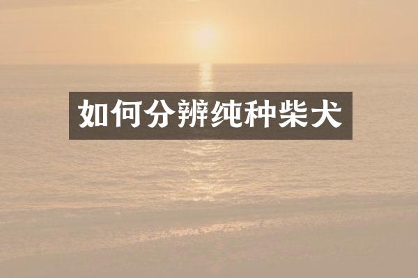 如何分辨纯种柴犬