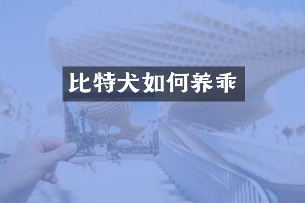 比特犬如何养乖