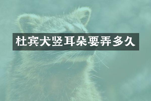 杜宾犬竖耳朵要弄多久