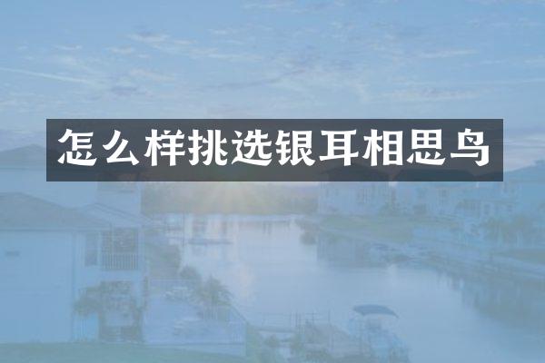 怎么样挑选银耳相思鸟