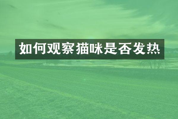 如何观察猫咪是否发热