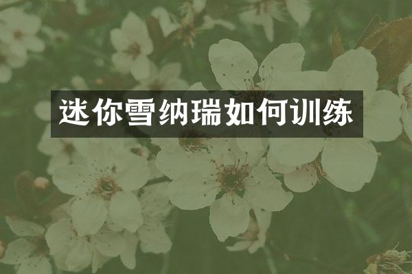 迷你雪纳瑞如何训练