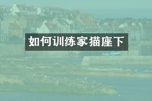如何训练家猫座下