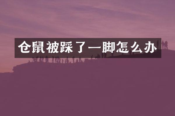 仓鼠被踩了一脚怎么办