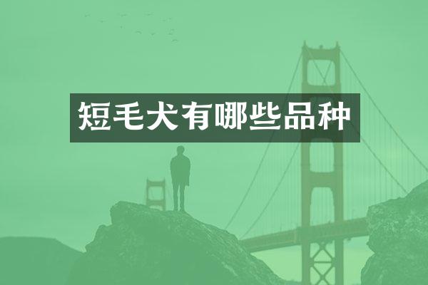 短毛犬有哪些品种