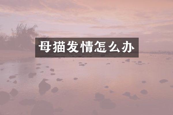 母猫发情怎么办