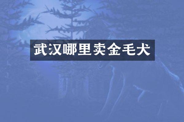 武汉哪里卖金毛犬