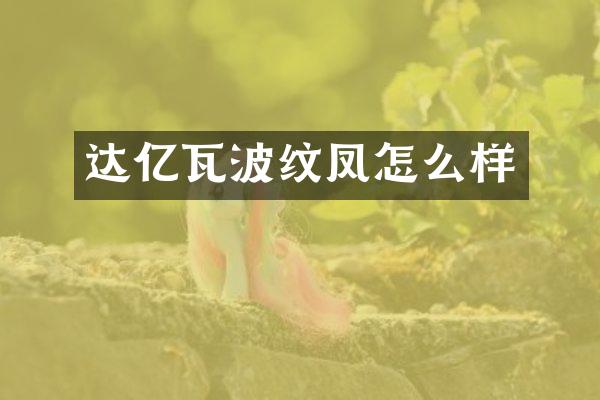 达亿瓦波纹凤怎么样