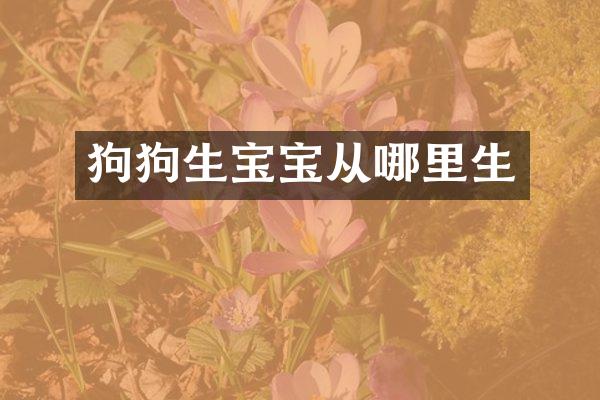狗狗生宝宝从哪里生