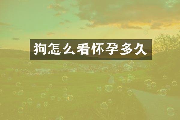 狗怎么看怀孕多久