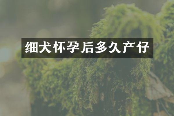 细犬怀孕后多久产仔