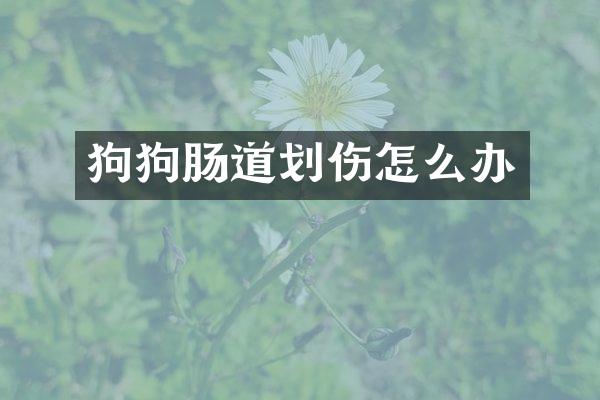 狗狗肠道划伤怎么办