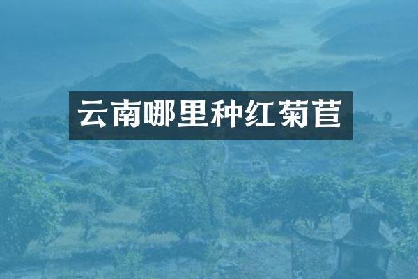 云南哪里种红菊苣