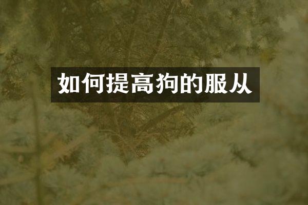 如何提高狗的服从