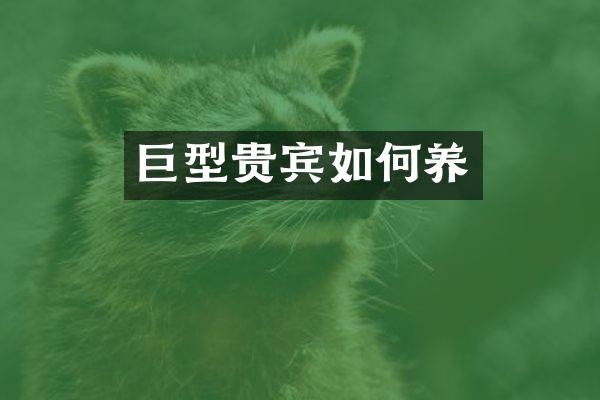 巨型贵宾如何养