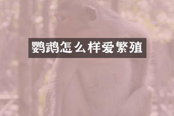 鹦鹉怎么样爱繁殖