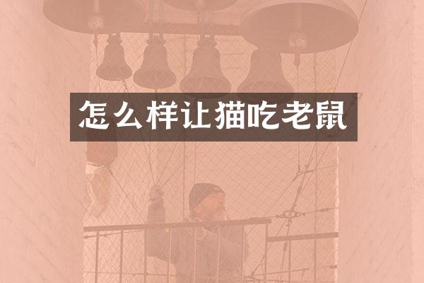 怎么样让猫吃老鼠