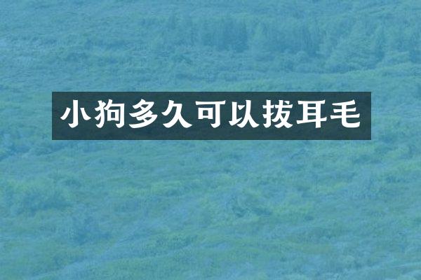 小狗多久可以拔耳毛
