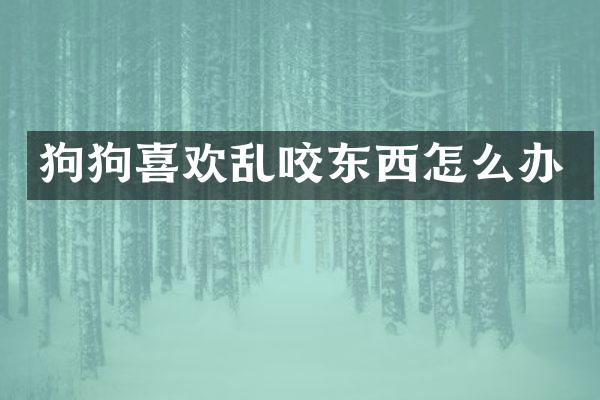 狗狗喜欢乱咬东西怎么办
