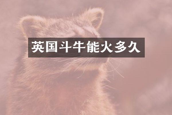 英国斗牛能火多久