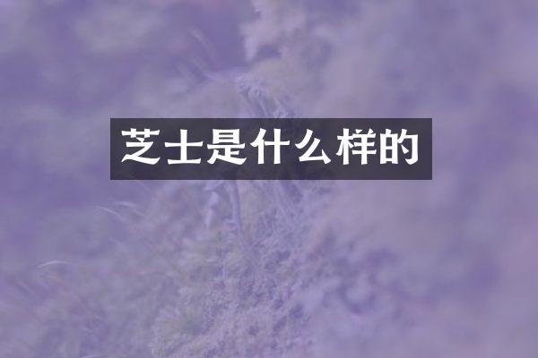 芝士是什么样的