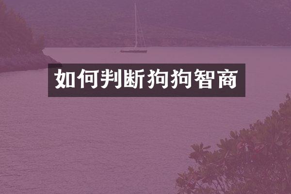 如何判断狗狗智商