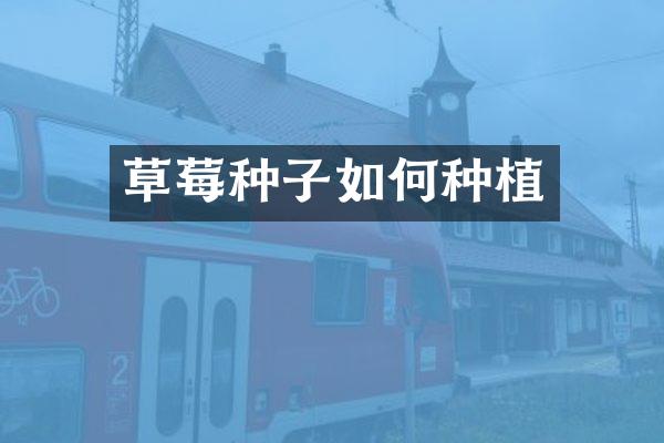 草莓种子如何种植