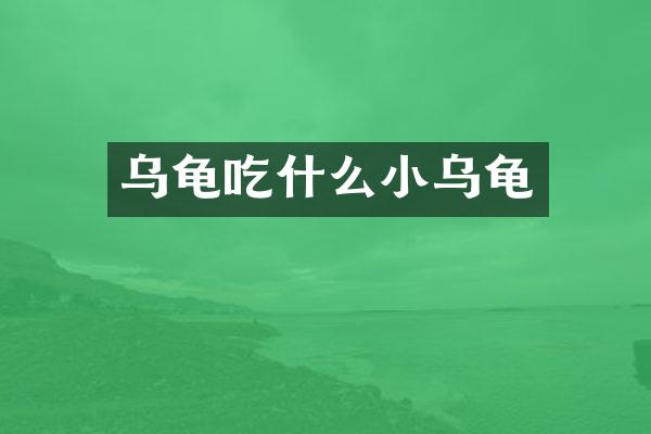 乌龟吃什么小乌龟