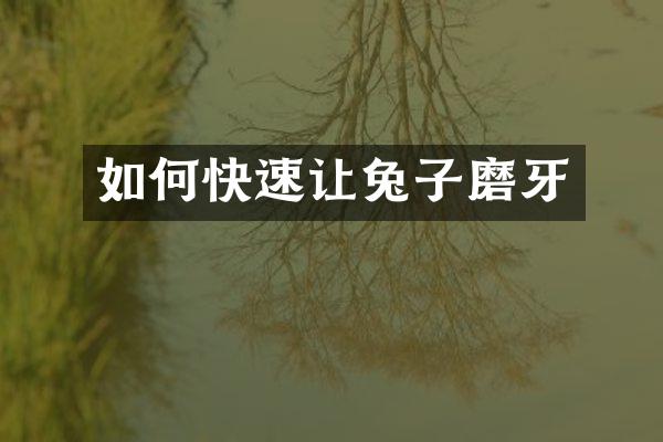 如何快速让兔子磨牙