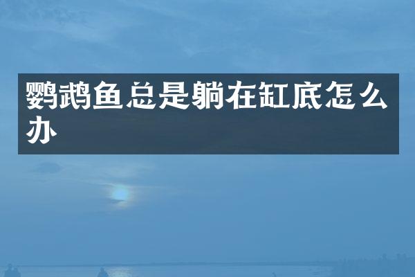 鹦鹉鱼总是躺在缸底怎么办