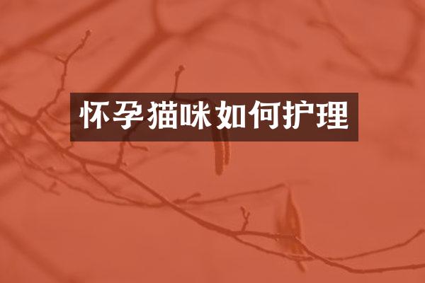 怀孕猫咪如何护理