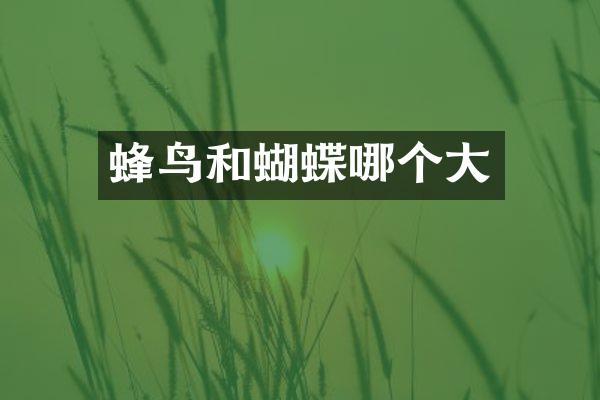 蜂鸟和蝴蝶哪个大