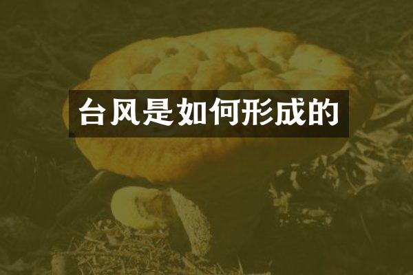 台风是如何形成的