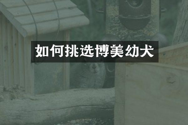 如何挑选博美幼犬