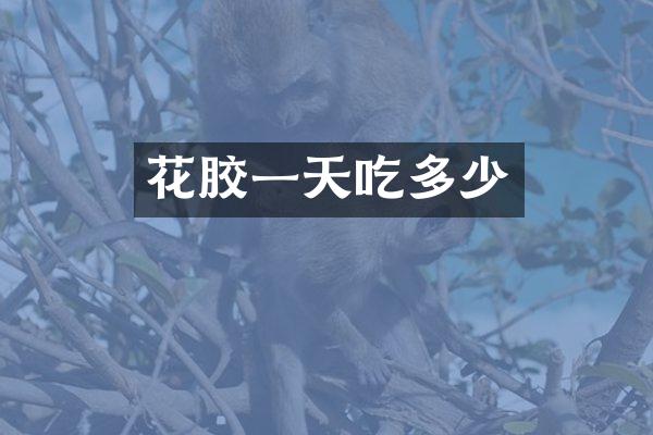 花胶一天吃多少