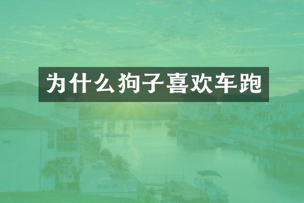 为什么狗子喜欢车跑