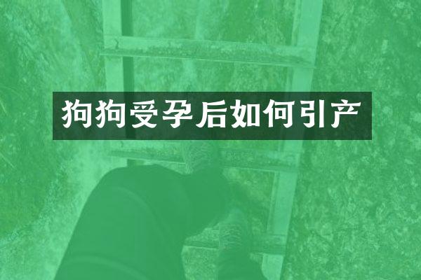 狗狗受孕后如何引产